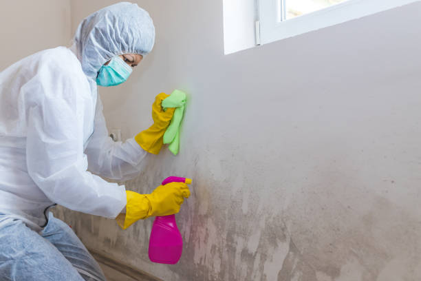 Best Mold Odor Removal Services in Ancient Oaks, PA